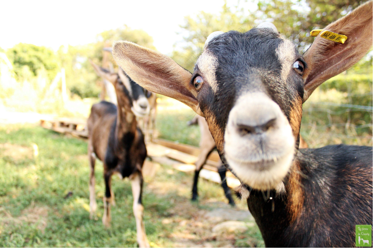 La Ferme de Charly